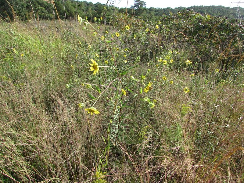 Helianthus giganteus, photographed by Chris Hoess