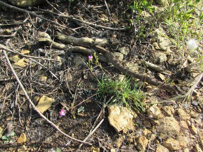 Phemeranthus teretifolius, photographed by Chris Hoess