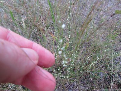 Polygonum tenue, photographed by Chris Hoess
