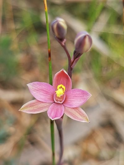 Thelymitra luteocilium, photographed by Richard Dimon