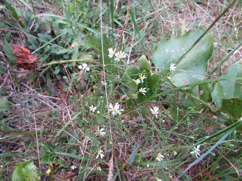 Symphyotrichum depauperatum, photographed by Chris Hoess