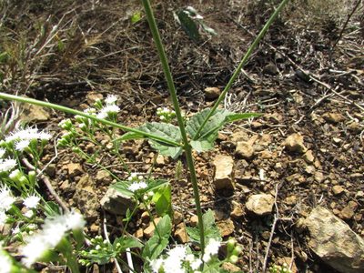 Ageratina aromatica, photographed by Chris Hoess