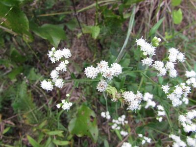 Ageratina aromatica, photographed by Chris Hoess