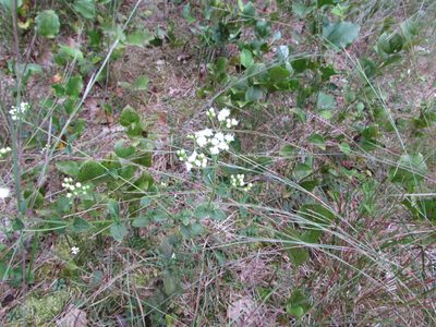 Ageratina aromatica, photographed by Chris Hoess