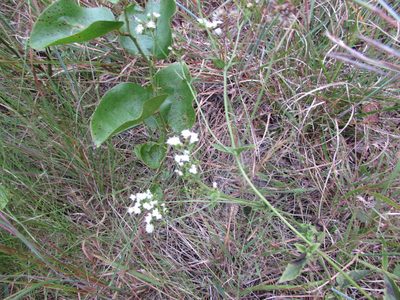 Ageratina aromatica, photographed by Chris Hoess