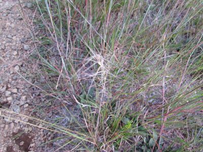 Aristida purpurascens, photographed by Chris Hoess