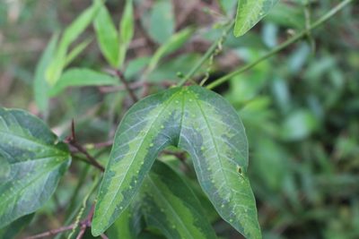 Passiflora apetala, photographed by Jake Rehage