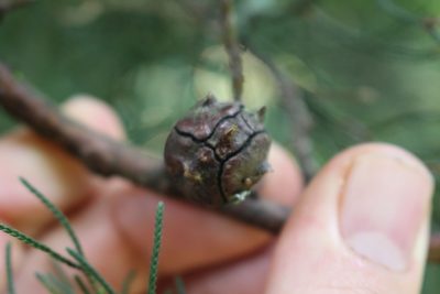 Hesperocyparis lusitanica, photographed by Jake Rehage
