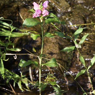 Chelone lyonii, photographed by jimsox