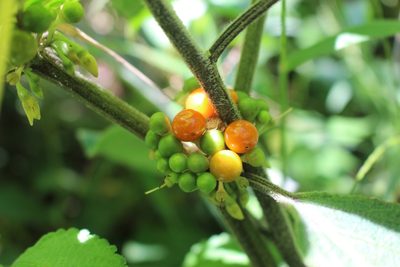 Witheringia solanacea, photographed by Jake Rehage