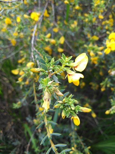 Eutaxia diffusa, photographed by Sam Buxton Stewart