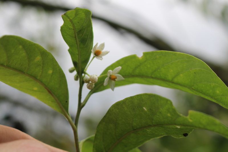 Solanum aphyodendron, photographed by Jake Rehage