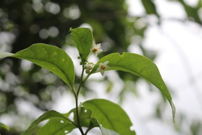 Solanum aphyodendron, photographed by Jake Rehage