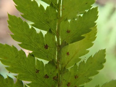 Polystichum dudleyi, photographed by joergmlpts