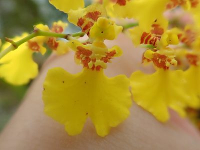 Gomesa flexuosa, photographed by Tsssss
