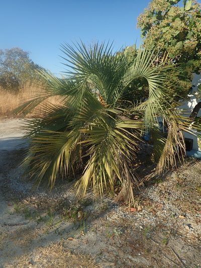 Butia archeri, photographed by Tsssss