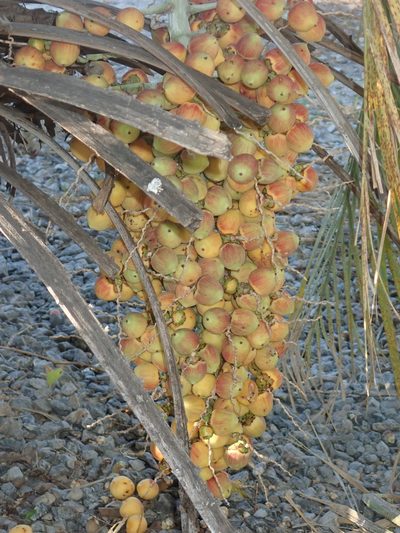Butia archeri, photographed by Tsssss