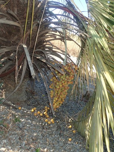 Butia archeri, photographed by Tsssss