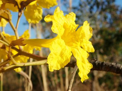 Tabebuia aurea, photographed by Tsssss