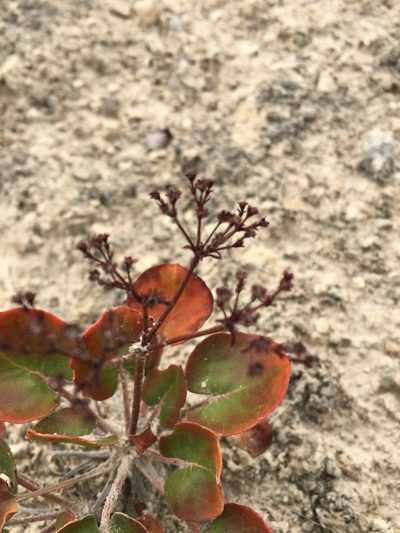 Eriogonum gypsophilum, photographed by Taryn Brahmsteadt