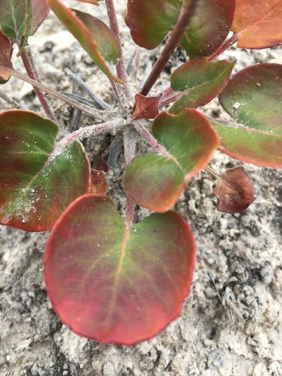 Eriogonum gypsophilum, photographed by Taryn Brahmsteadt