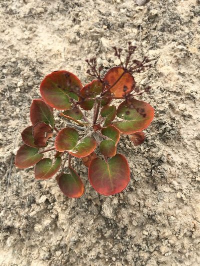 Eriogonum gypsophilum, photographed by Taryn Brahmsteadt