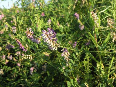 Vicia amurensis, photographed by Oleg Kosterin