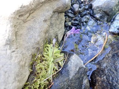 Pinguicula macroceras, photographed by John Brew