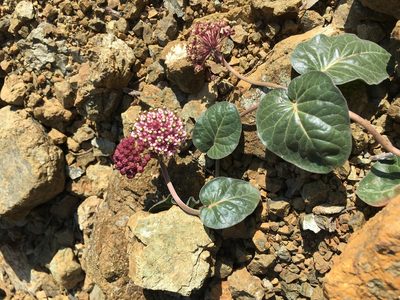 Asclepias solanoana, photographed by Roger Raiche