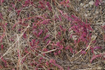 Suaeda calceoliformis, photographed by Mary Krieger