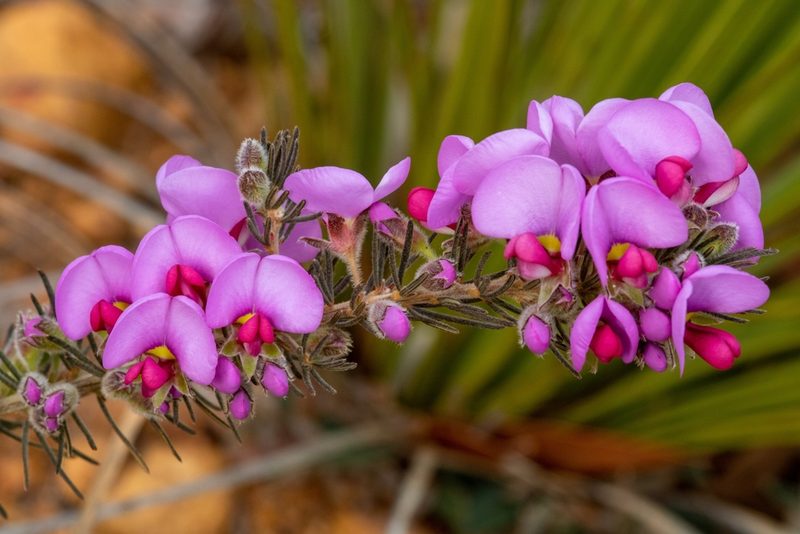 Gompholobium glabristylum, photographed by Cal Wood