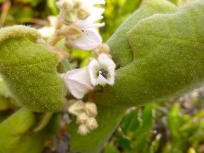 Lasiopetalum schulzenii, photographed by Kiri Bee
