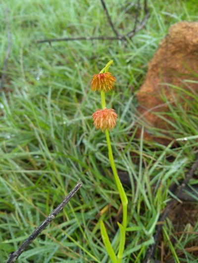 Allmania nodiflora, photographed by Mittal Gala