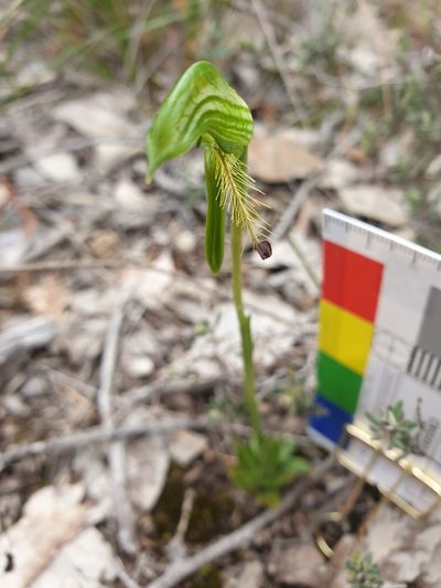 Pterostylis extensa, photographed by Rosalie Lawrence