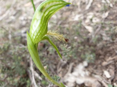 Pterostylis extensa, photographed by Rosalie Lawrence