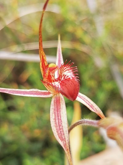 Caladenia ampla, photographed by Richard Dimon