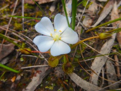 Drosera schmutzii, photographed by Kiri Bee