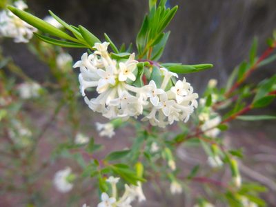 Pimelea stricta, photographed by Kiri Bee