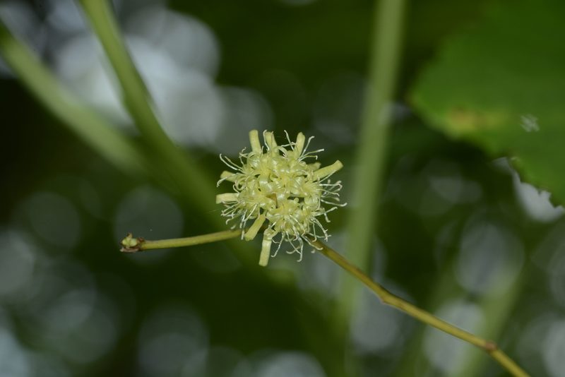 Smilax ovalifolia, photographed by S.MORE