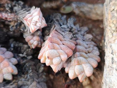 Crassula deceptor, photographed by leandra-k_89