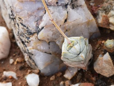 Crassula deceptor, photographed by leandra-k_89