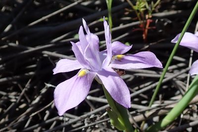 Moraea macrocarpa, photographed by Peter Warren