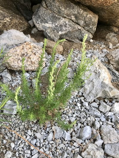 Artemisia carruthii, photographed by CK2AZ