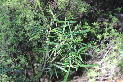 Nestegis cunninghamii, photographed by Joe Dillon