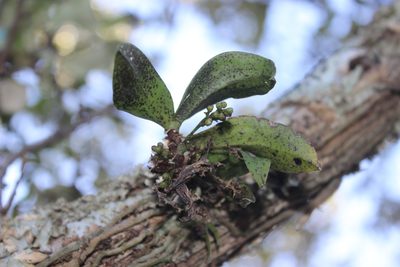 Drymoanthus flavus, photographed by Joe Dillon