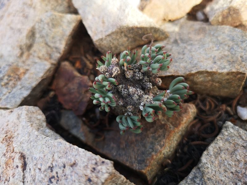 Tylecodon pearsonii, photographed by leandra-k_89