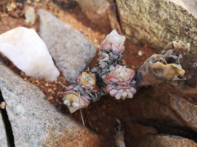 Crassula deceptor, photographed by leandra-k_89