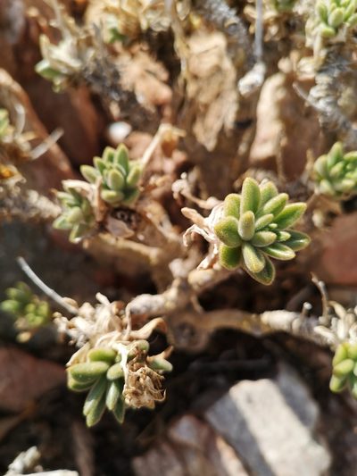 Tylecodon racemosus, photographed by leandra-k_89