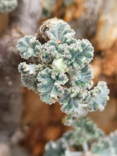 Pelargonium crassicaule, photographed by leandra-k_89