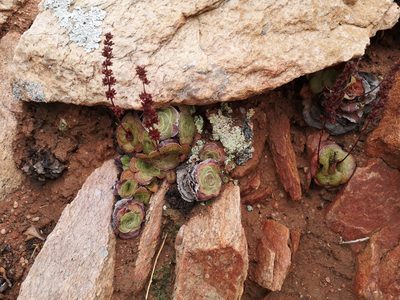 Crassula pseudhemisphaerica, photographed by leandra-k_89